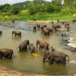 pinnawala-elephant-orphanage-shehanas-lanka-travels