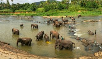 pinnawala-elephant-orphanage-shehanas-lanka-travels