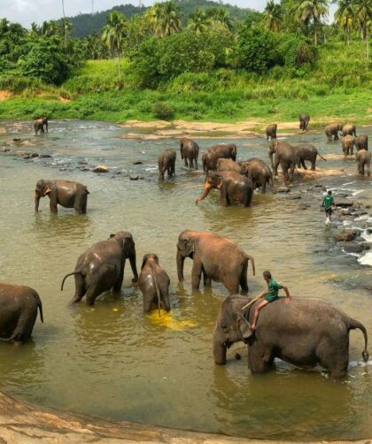 pinnawala-elephant-orphanage-shehanas-lanka-travels