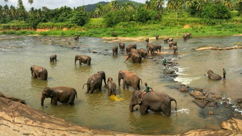 pinnawala-elephant-orphanage-shehanas-lanka-travels