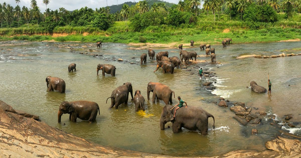 pinnawala-elephant-orphanage-shehanas-lanka-travels